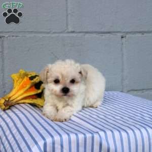 Sadie, Maltese Puppy